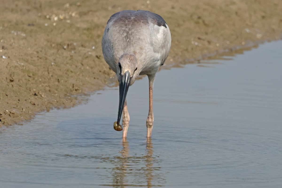 Bec-ouvert indien - ML644362376