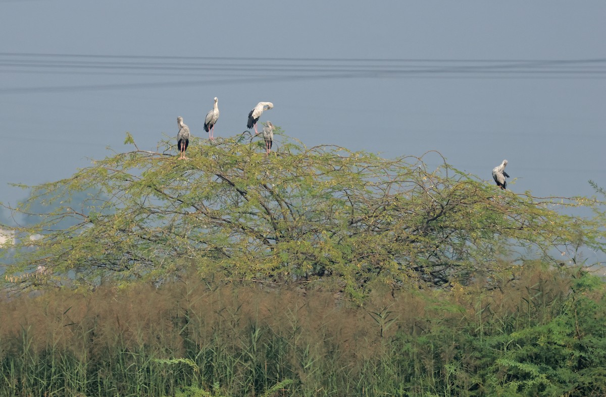 Bec-ouvert indien - ML644362377