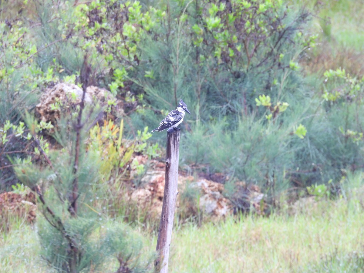 Рибалочка строкатий - ML644362380