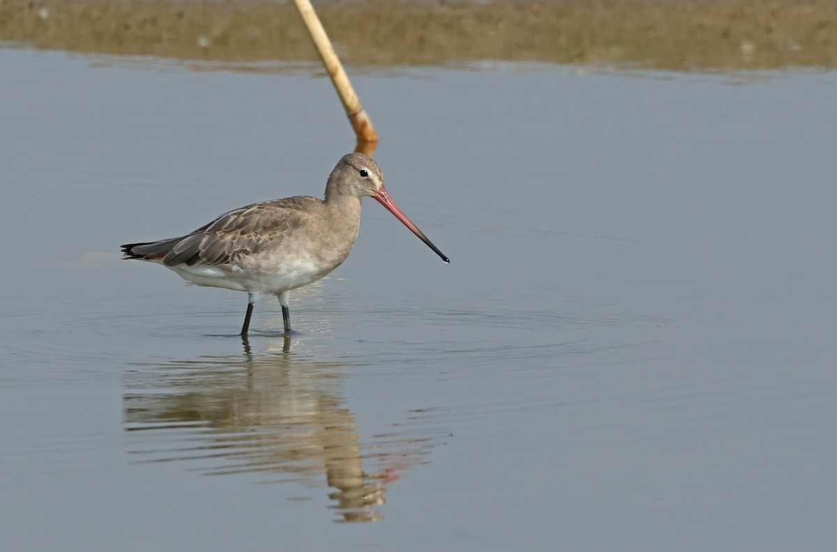 Морин цууцал - ML644362382