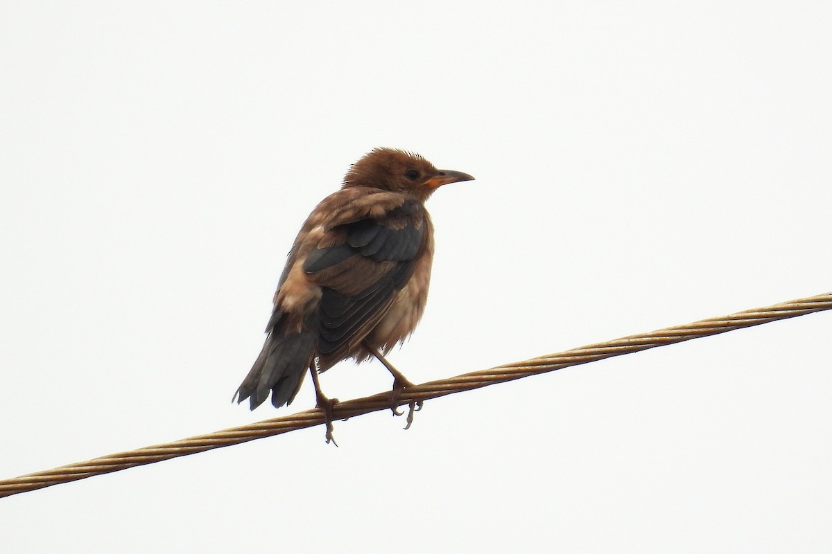 バライロムクドリ - ML644362390