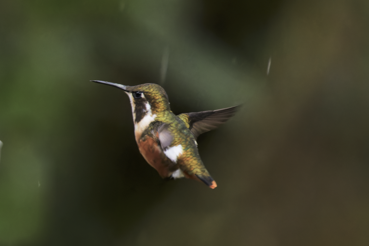 シロハラチビハチドリ - ML644362398