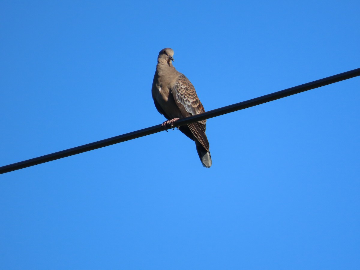 Oriental Turtle-Dove - ML644362399