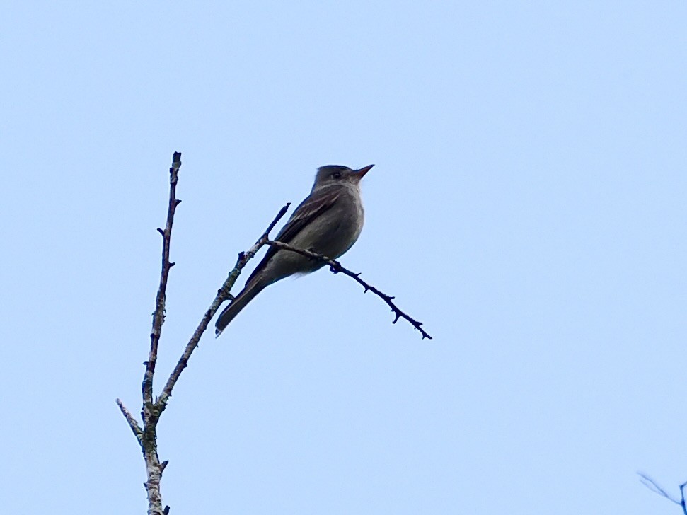 Greater Pewee (Mexican) - ML644362406