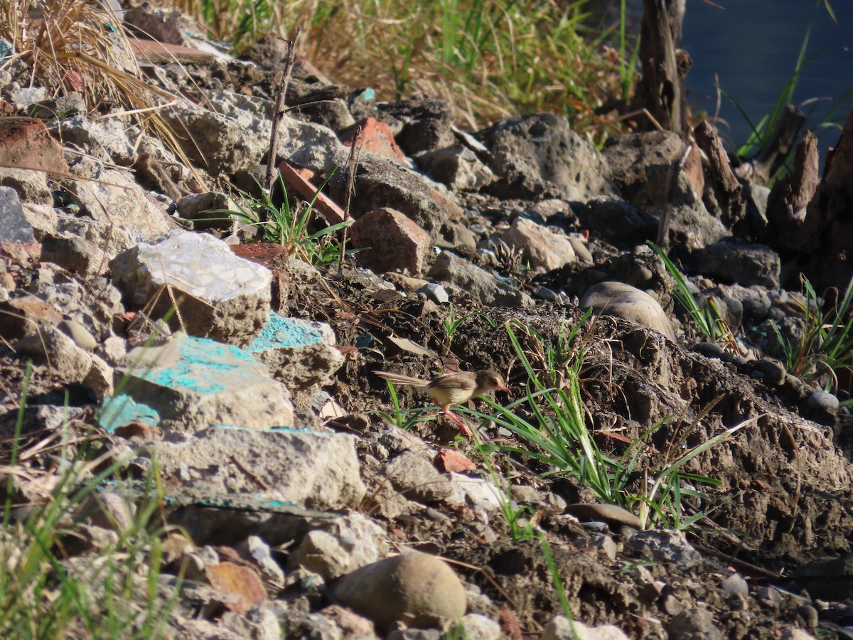 Prinia Sencilla - ML644362408