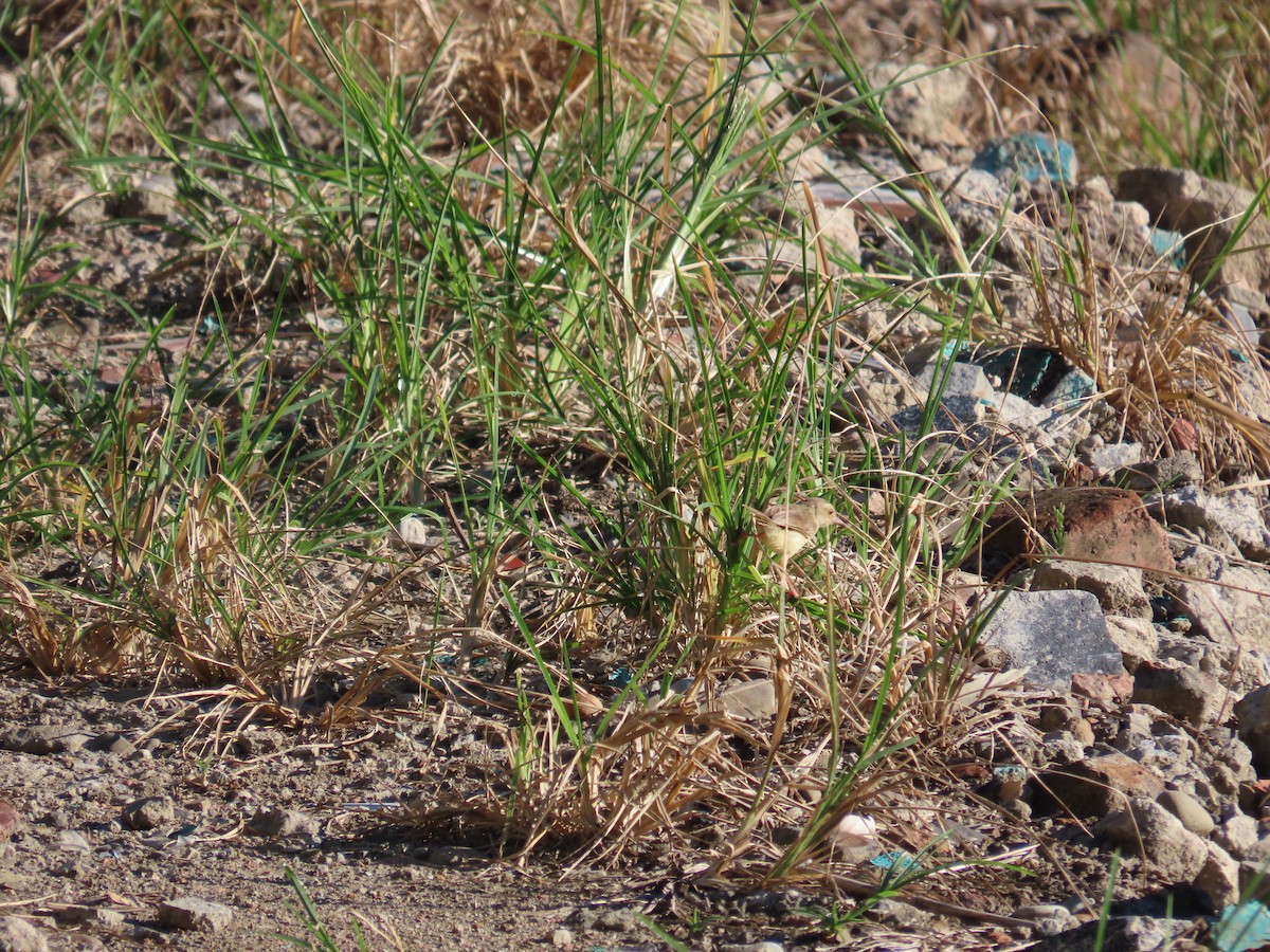 Prinia Sencilla - ML644362410
