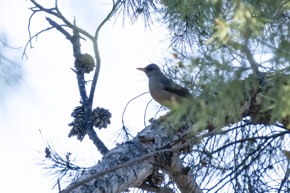 Karoo Thrush - ML644362411