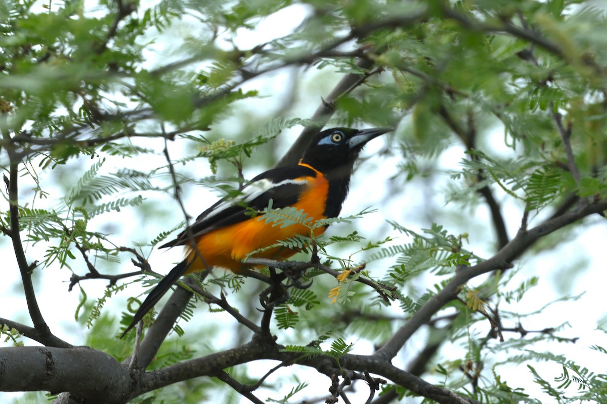 Orangetrupial - ML644362417