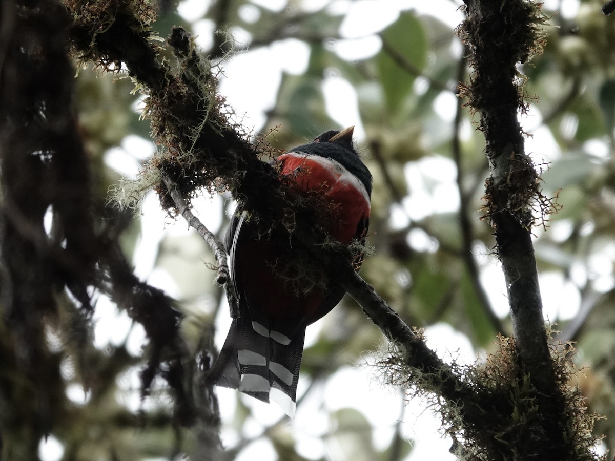 Trogon masqué - ML644362421