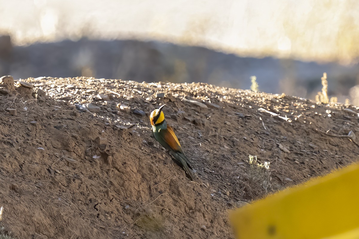 Золотистая щурка - ML644362422