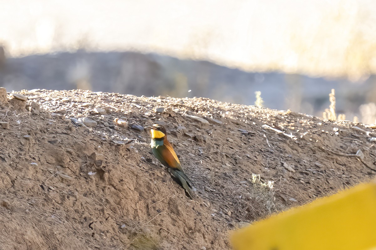 Золотистая щурка - ML644362423