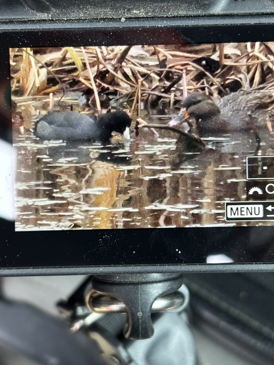 Kopetazuri amerikarra - ML644362427