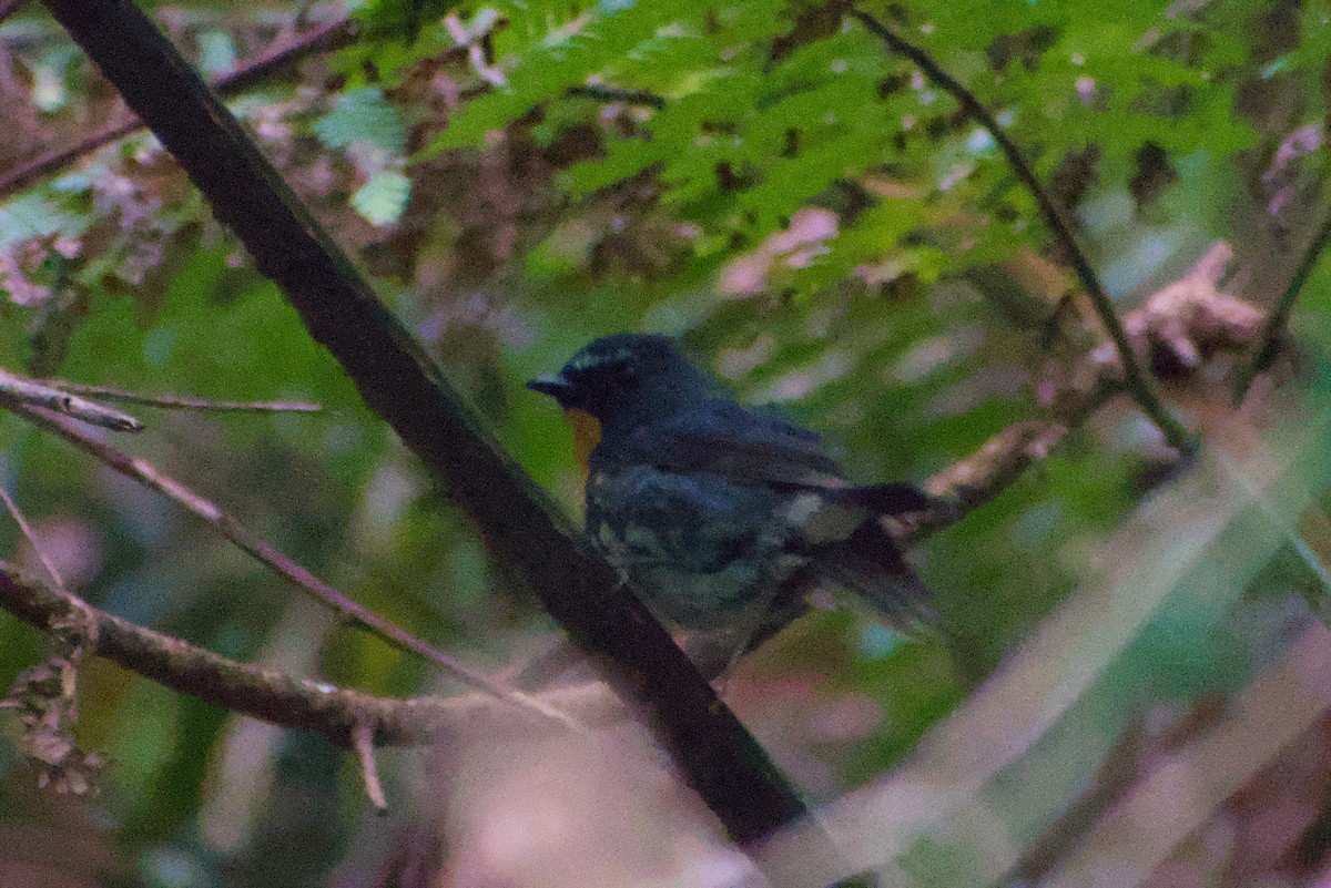 Snowy-browed Flycatcher - ML644362430
