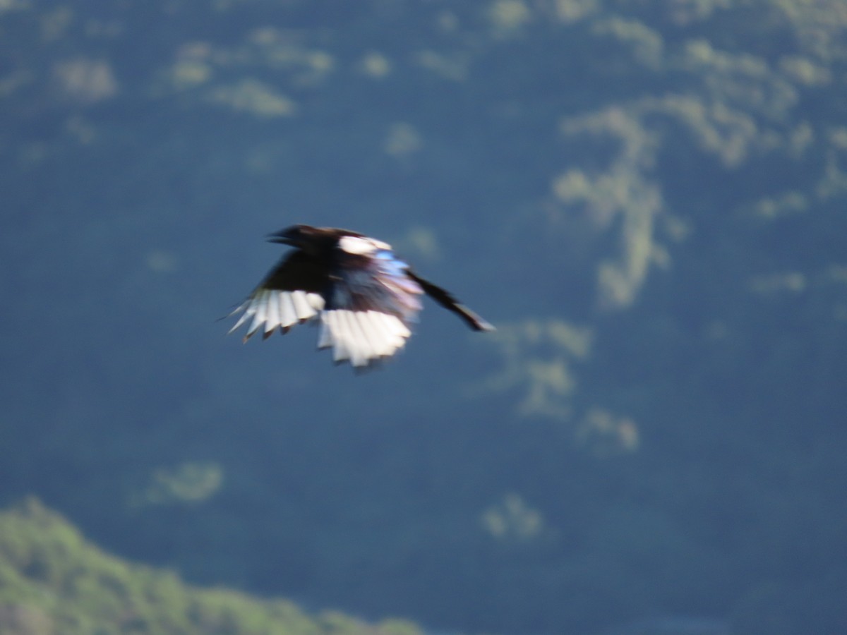 Oriental Magpie - ML644362436