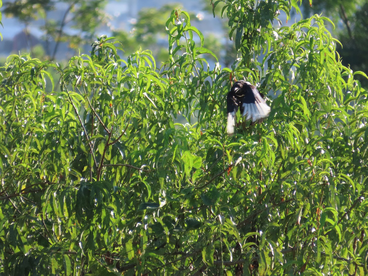 Oriental Magpie - ML644362438