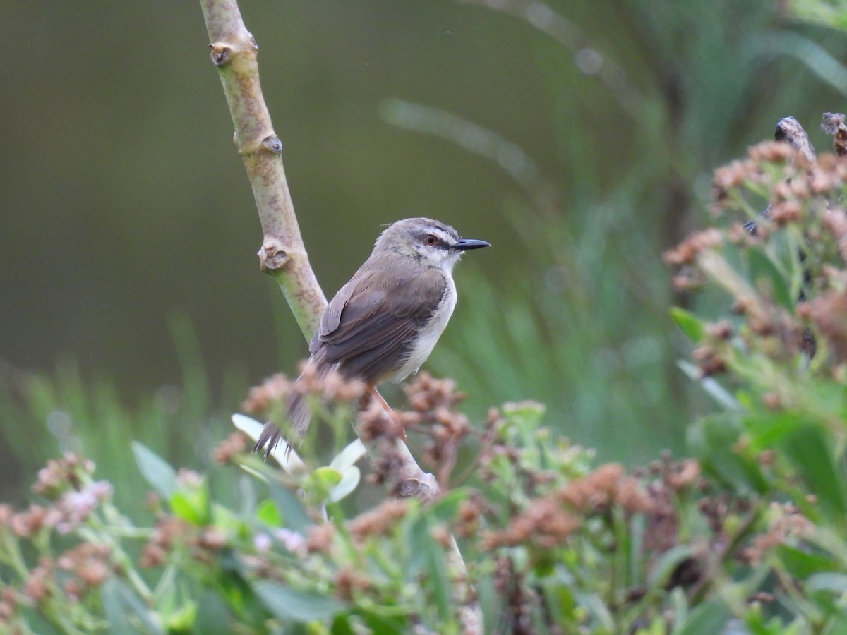 Tawny-flanked Prinia - ML644362439