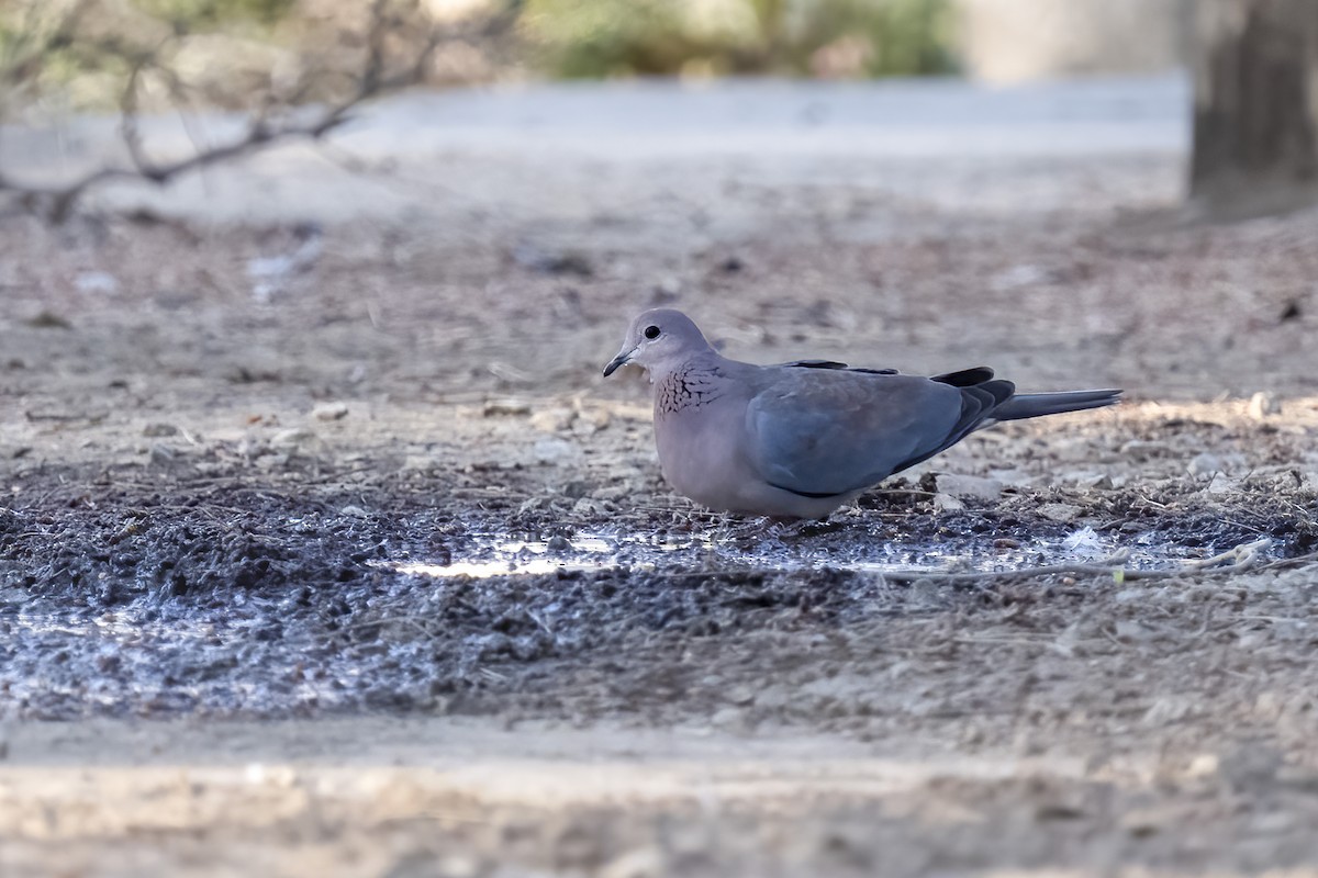 hrdlička senegalská - ML644362443