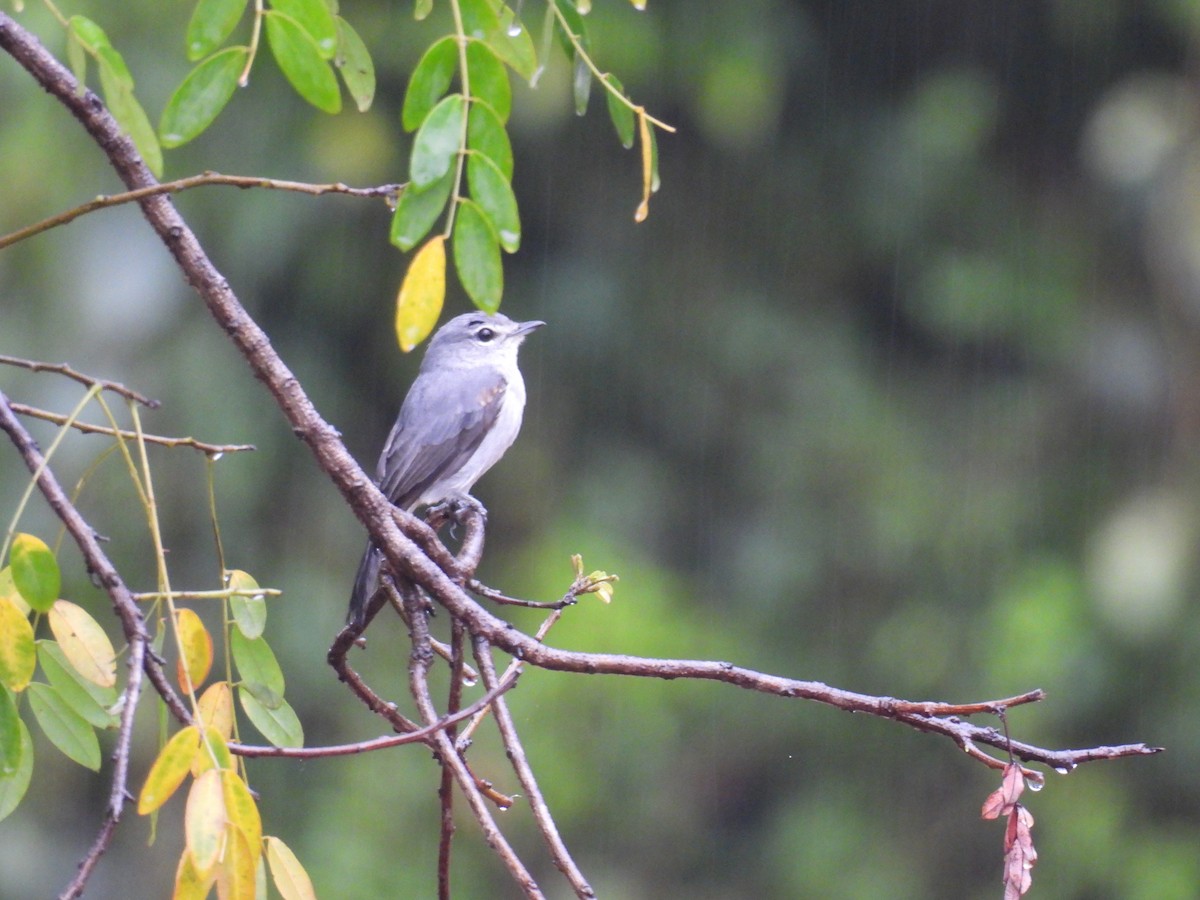 Ashy Flycatcher - ML644362447