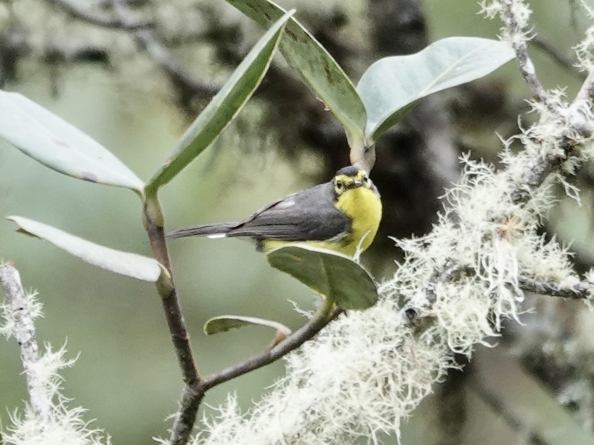 Чернітка перуанська - ML644362478