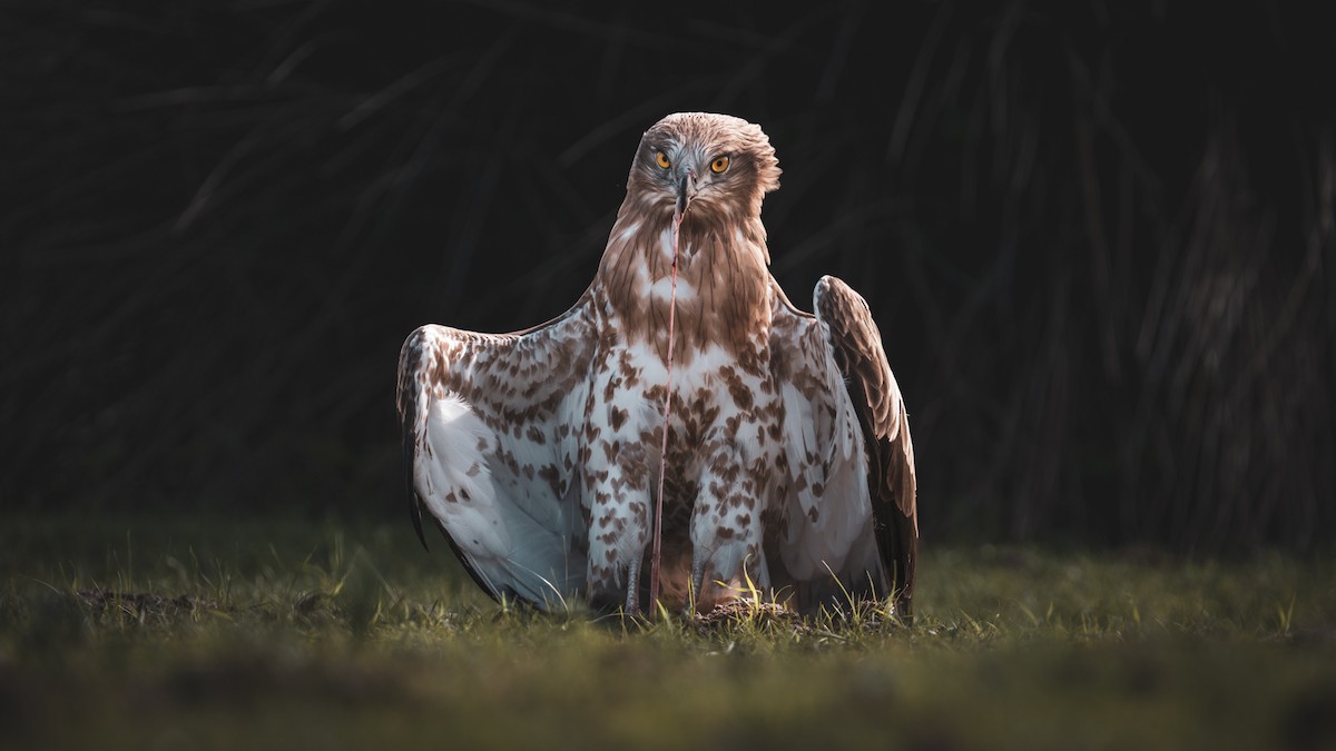 Biancone - ML644362491