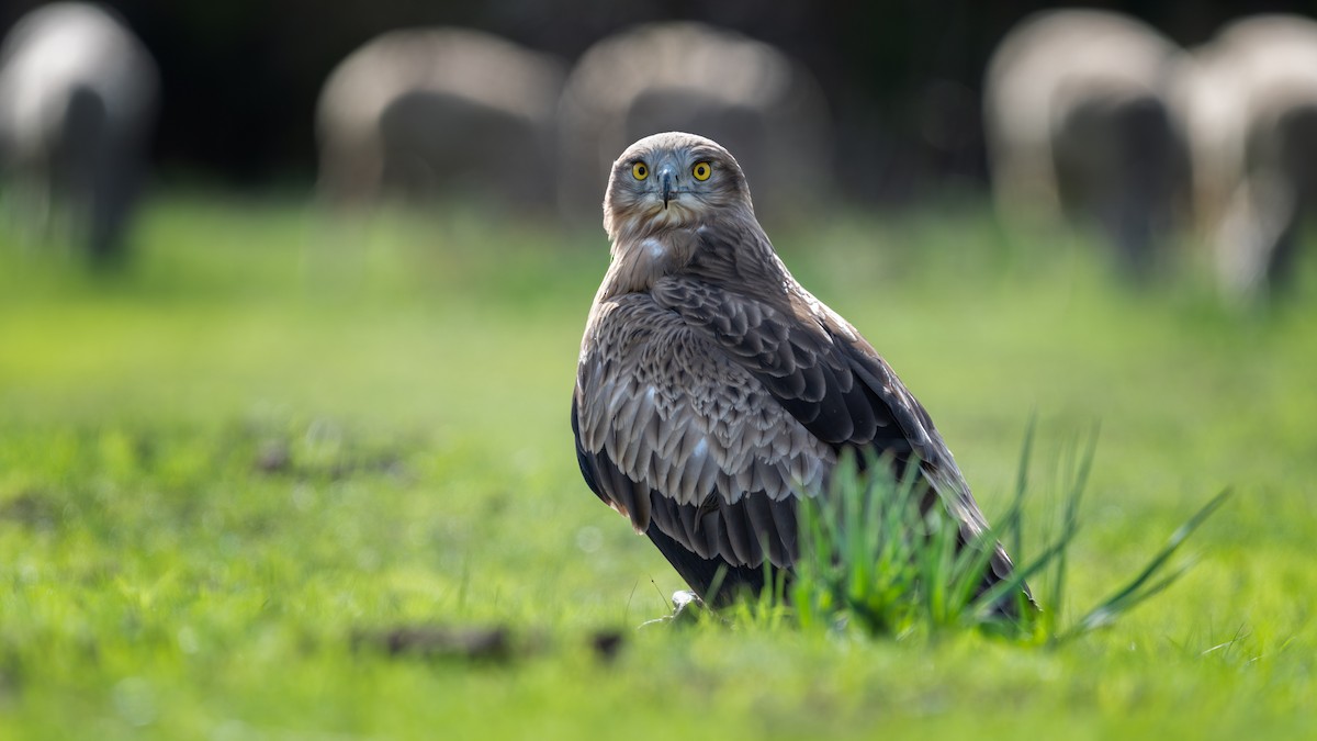 Biancone - ML644362492