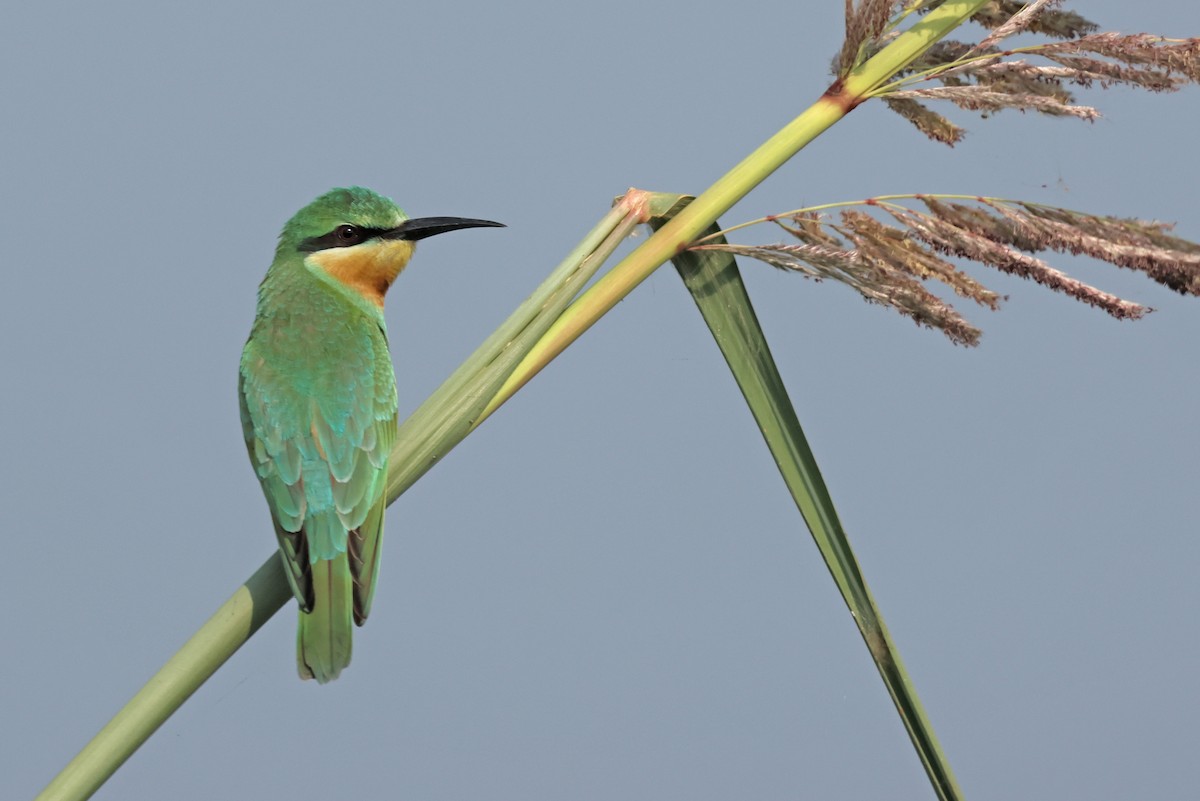 Guêpier de Perse - ML644362497