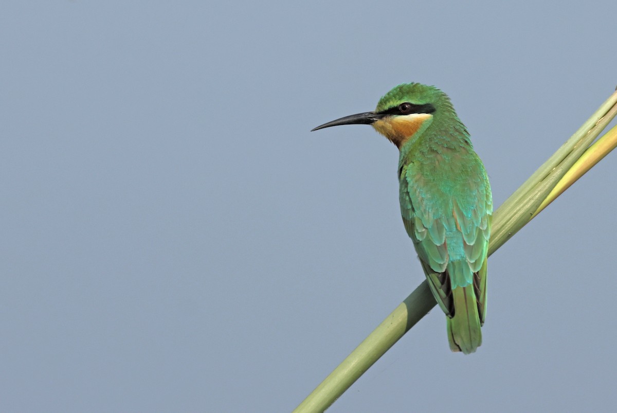 Guêpier de Perse - ML644362498