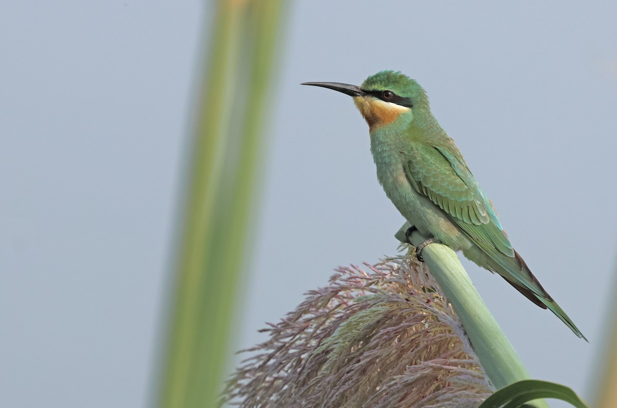 Guêpier de Perse - ML644362499