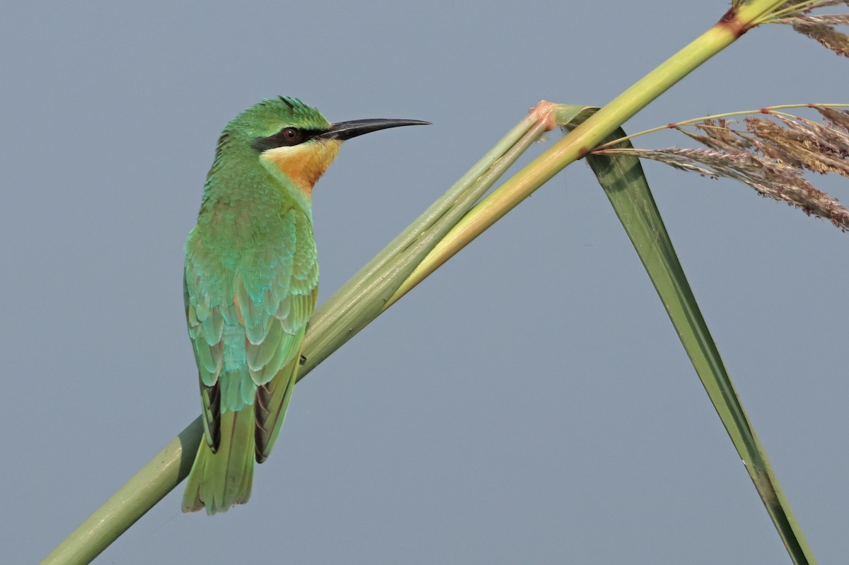 Guêpier de Perse - ML644362500