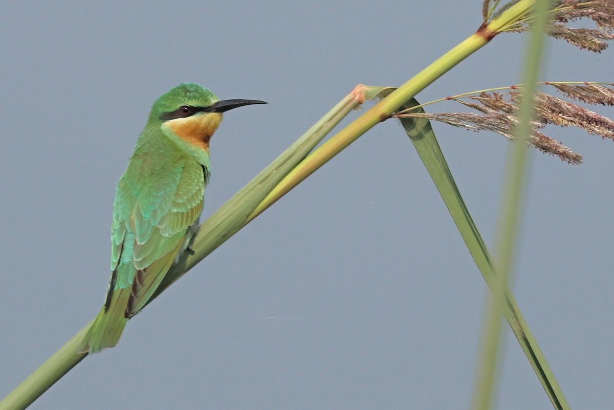 Guêpier de Perse - ML644362501