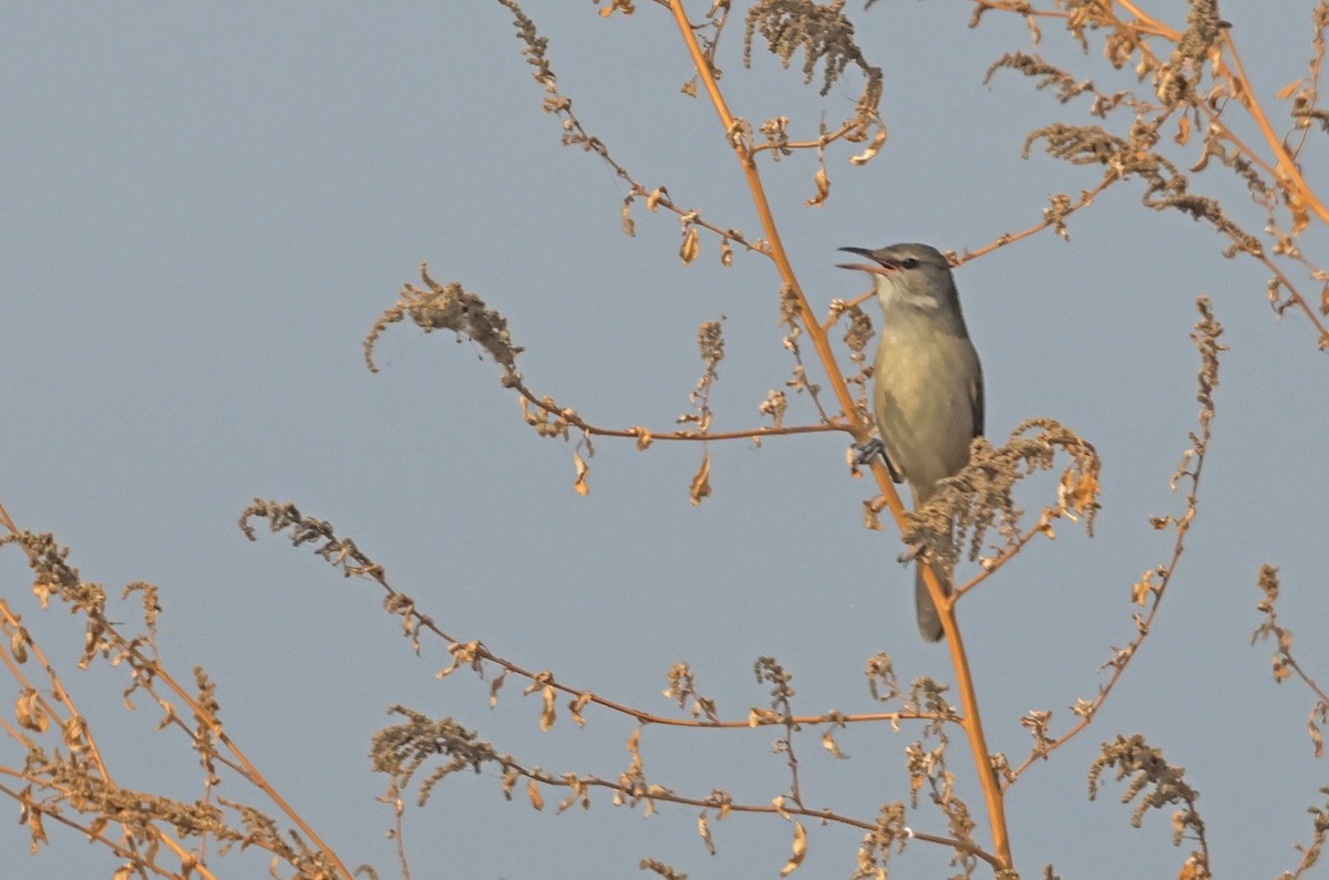 Clamorous Reed Warbler - ML644362509