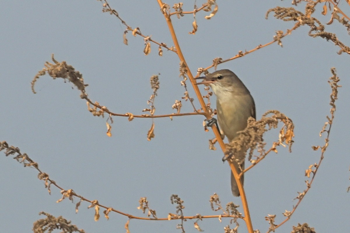 Clamorous Reed Warbler - ML644362510