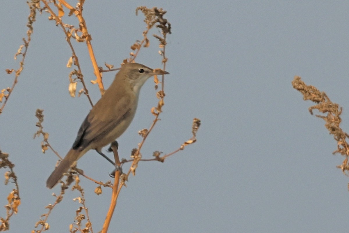 Clamorous Reed Warbler - ML644362511