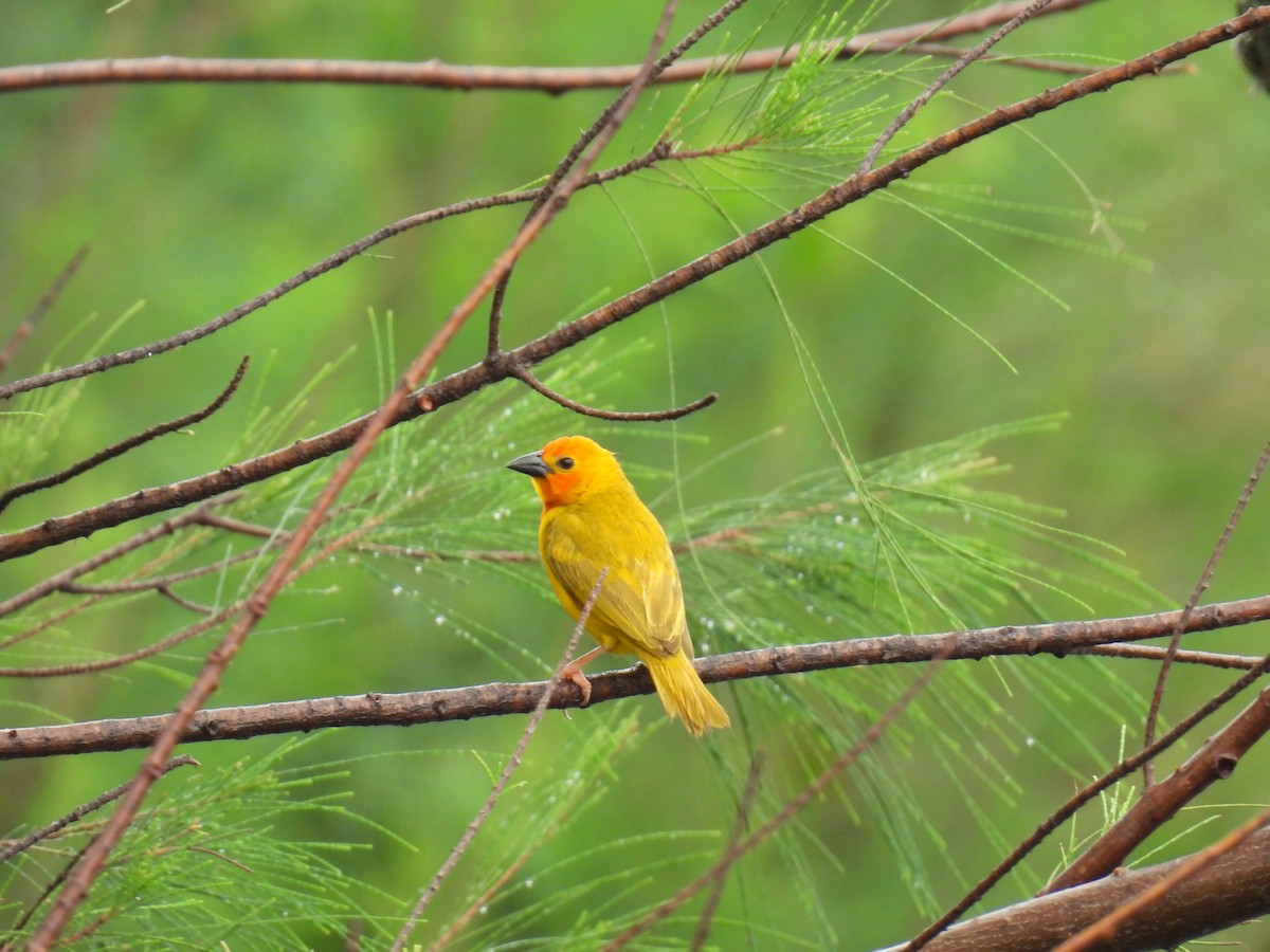 Golden Palm Weaver - ML644362512