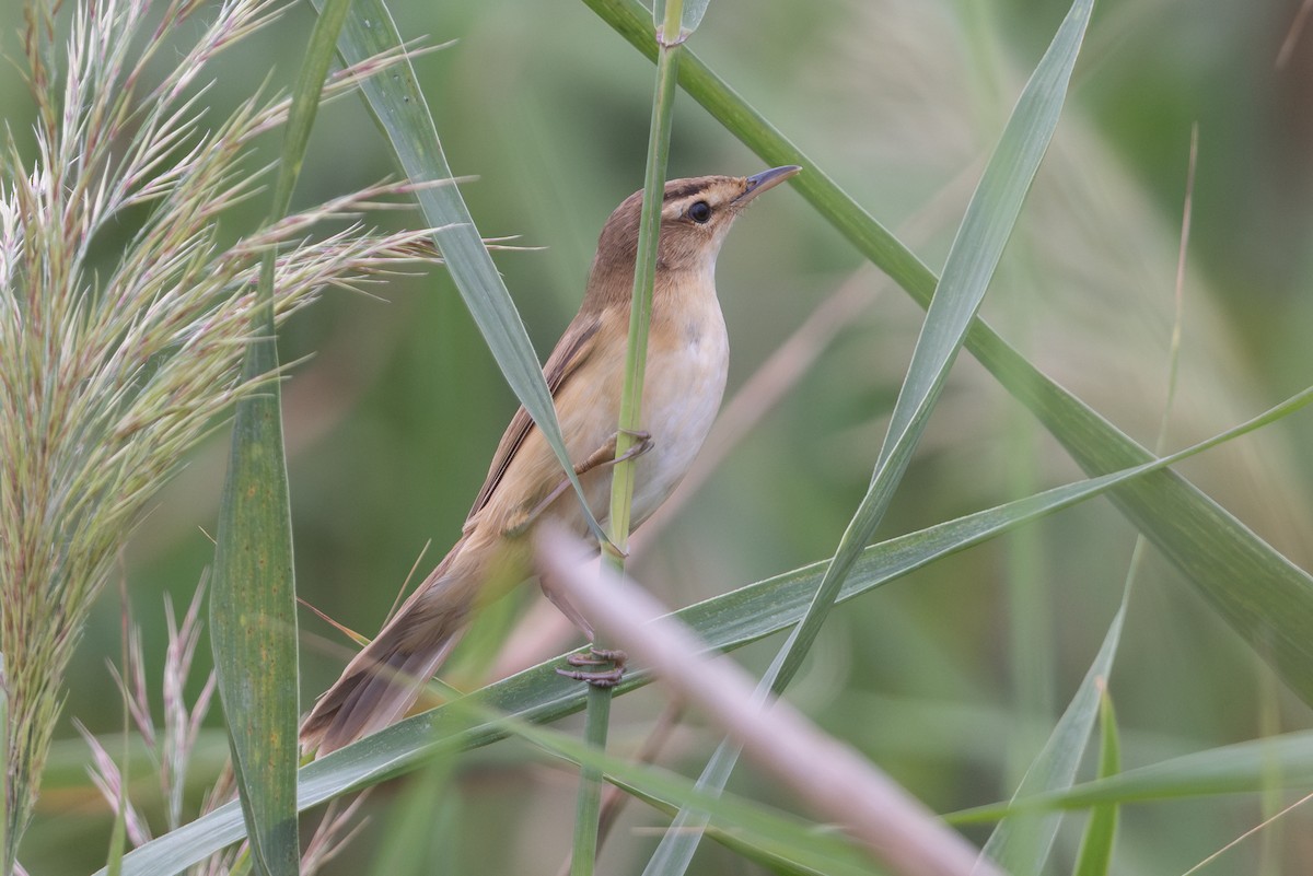 Manchurian Reed Warbler - ML644362526