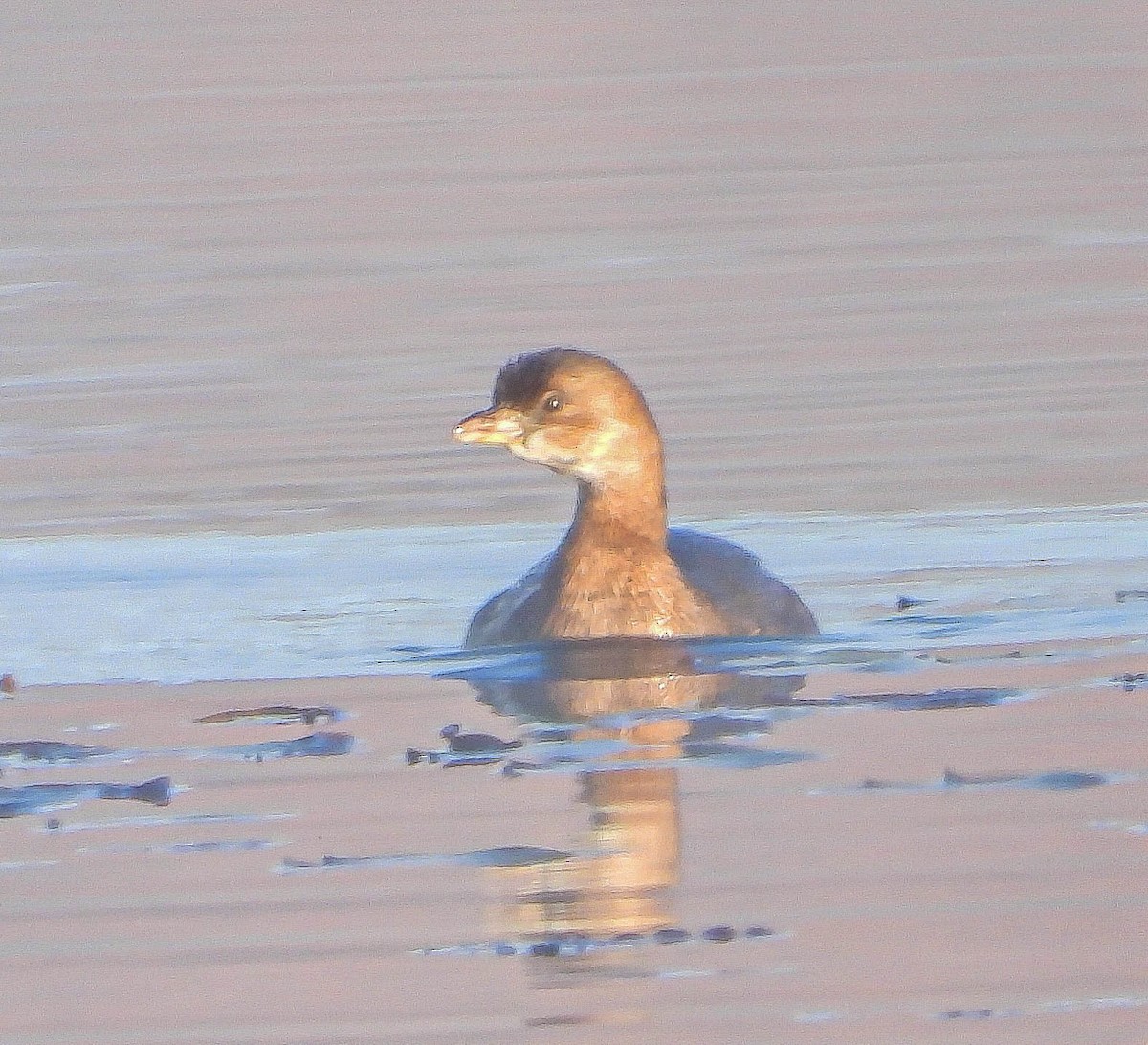 Kalın Gagalı Batağan - ML644362531