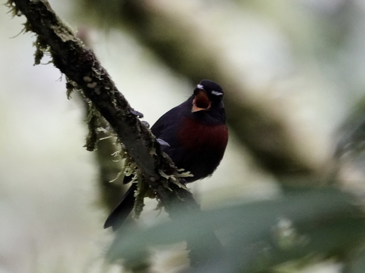 Maroon-belted Chat-Tyrant - ML644362539