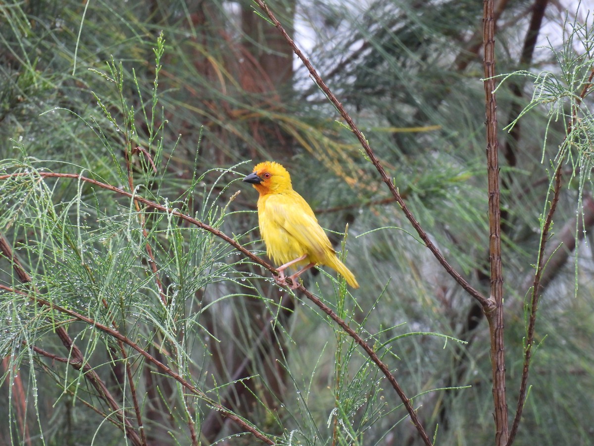 African Golden-Weaver - ML644362541