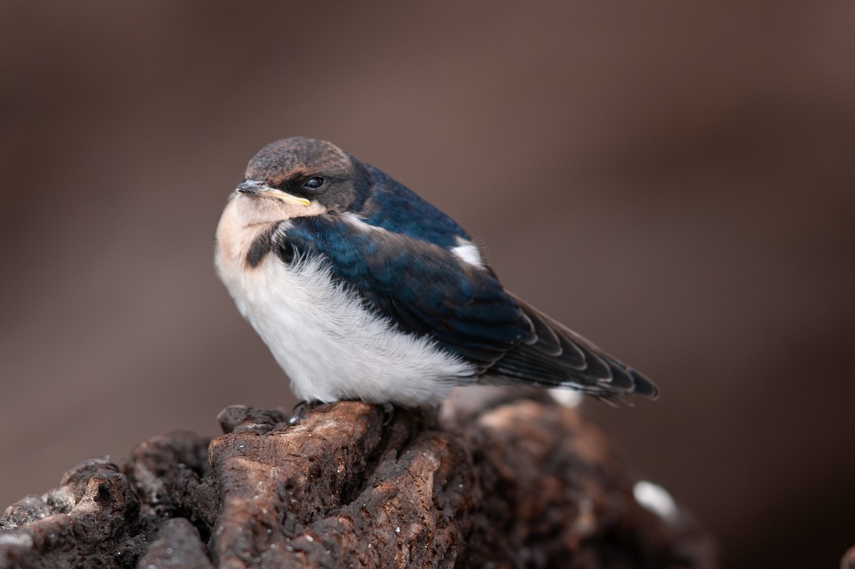 Wire-tailed Swallow - ML644362543