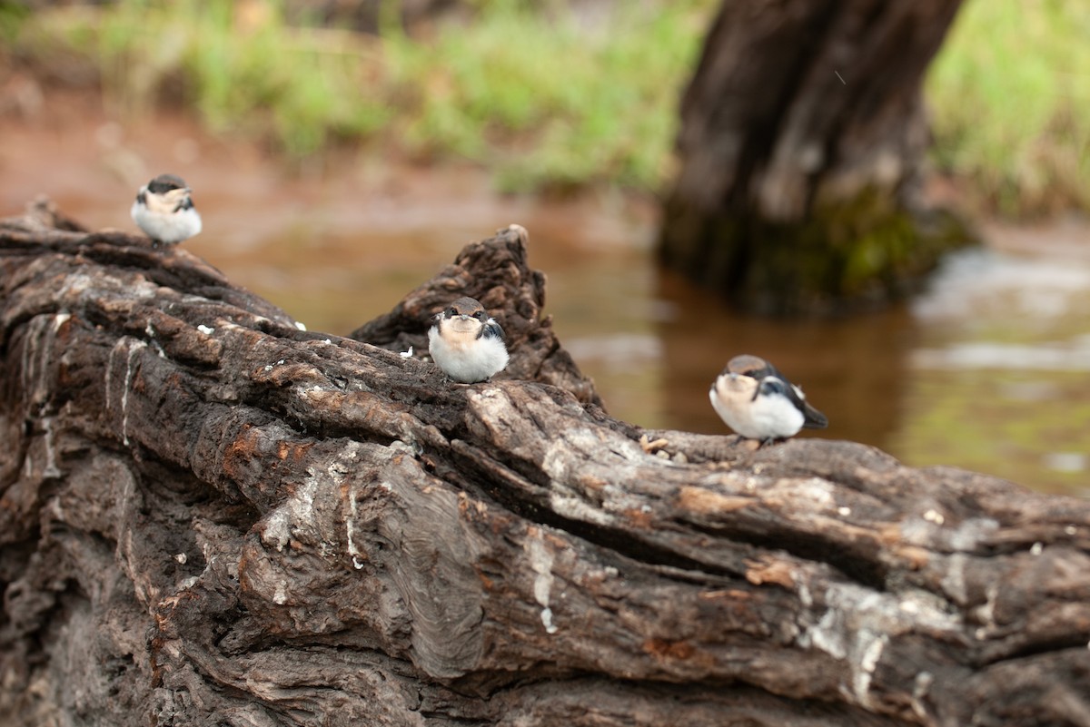 Wire-tailed Swallow - ML644362544