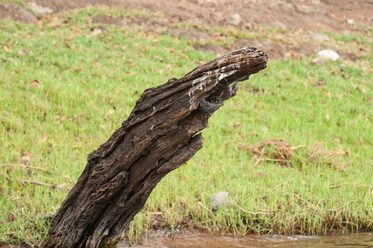 Wire-tailed Swallow - ML644362545