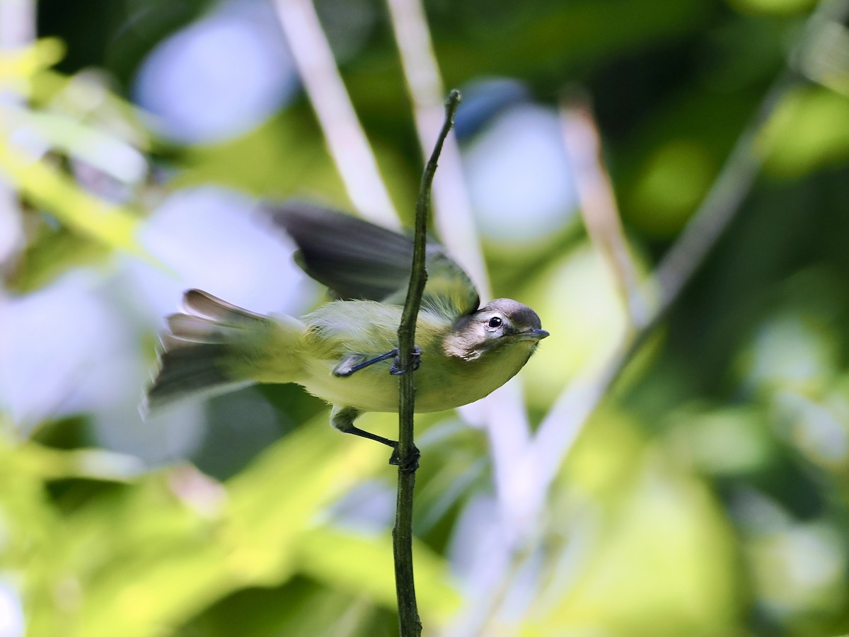 Eastern/Western Warbling Vireo - ML644362552