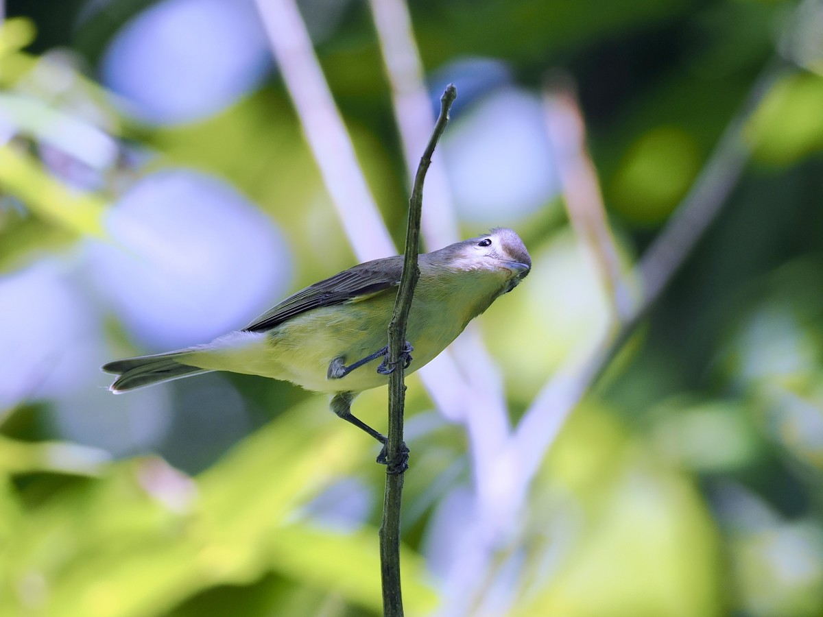 Eastern/Western Warbling Vireo - ML644362553