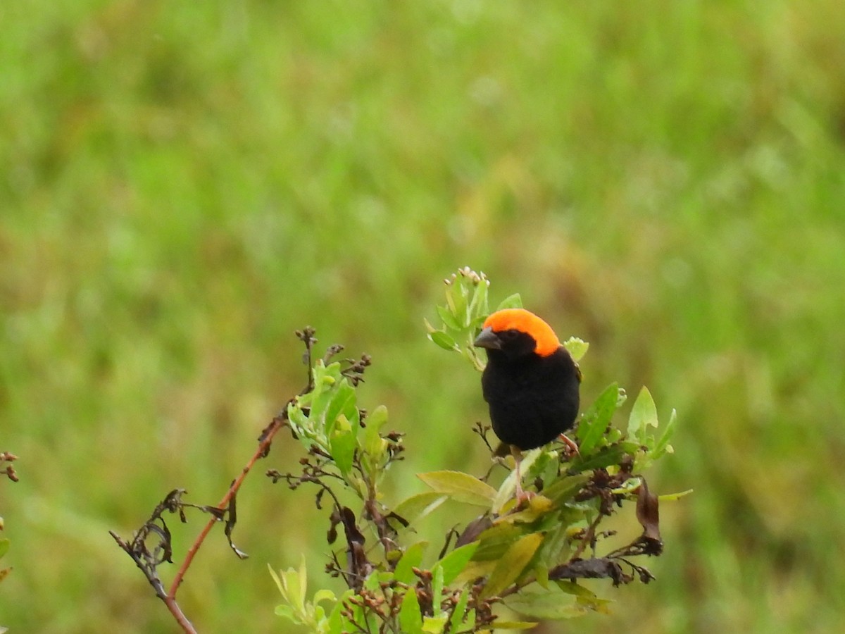 Zanzibar Red Bishop - ML644362585
