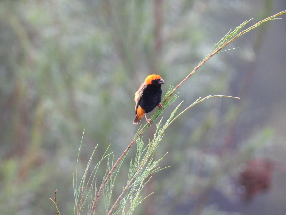 Zanzibar Red Bishop - ML644362586