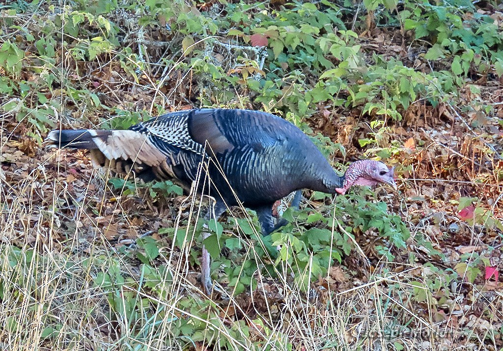 Dindon sauvage - ML644362594