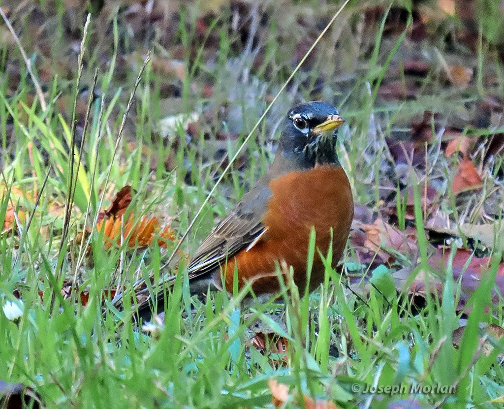 Merle d'Amérique - ML644362603