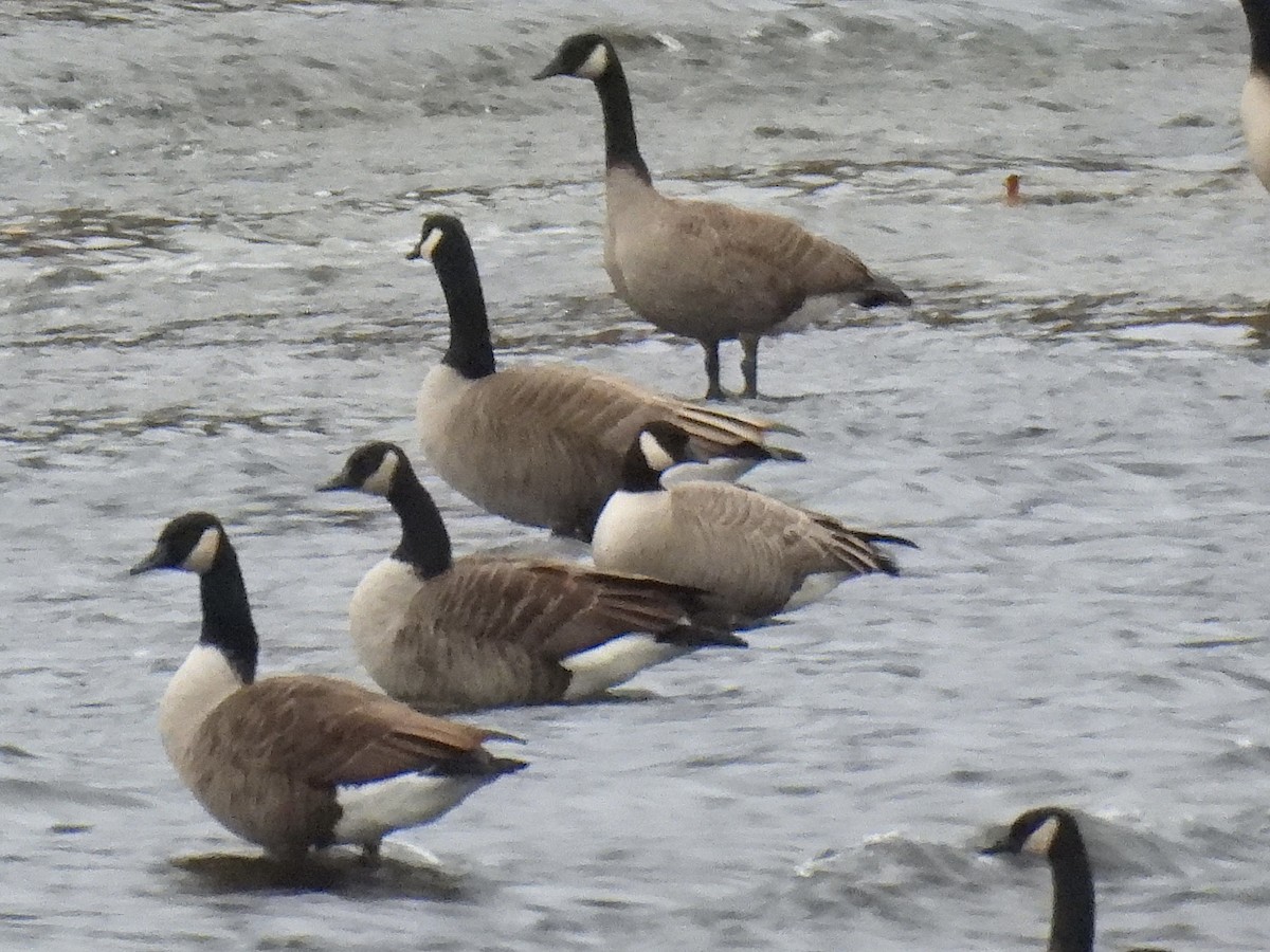 Gıdaklayan Kaz (hutchinsii) - ML644362608