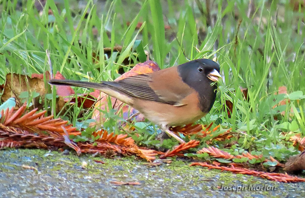 Junco ardoisé - ML644362610