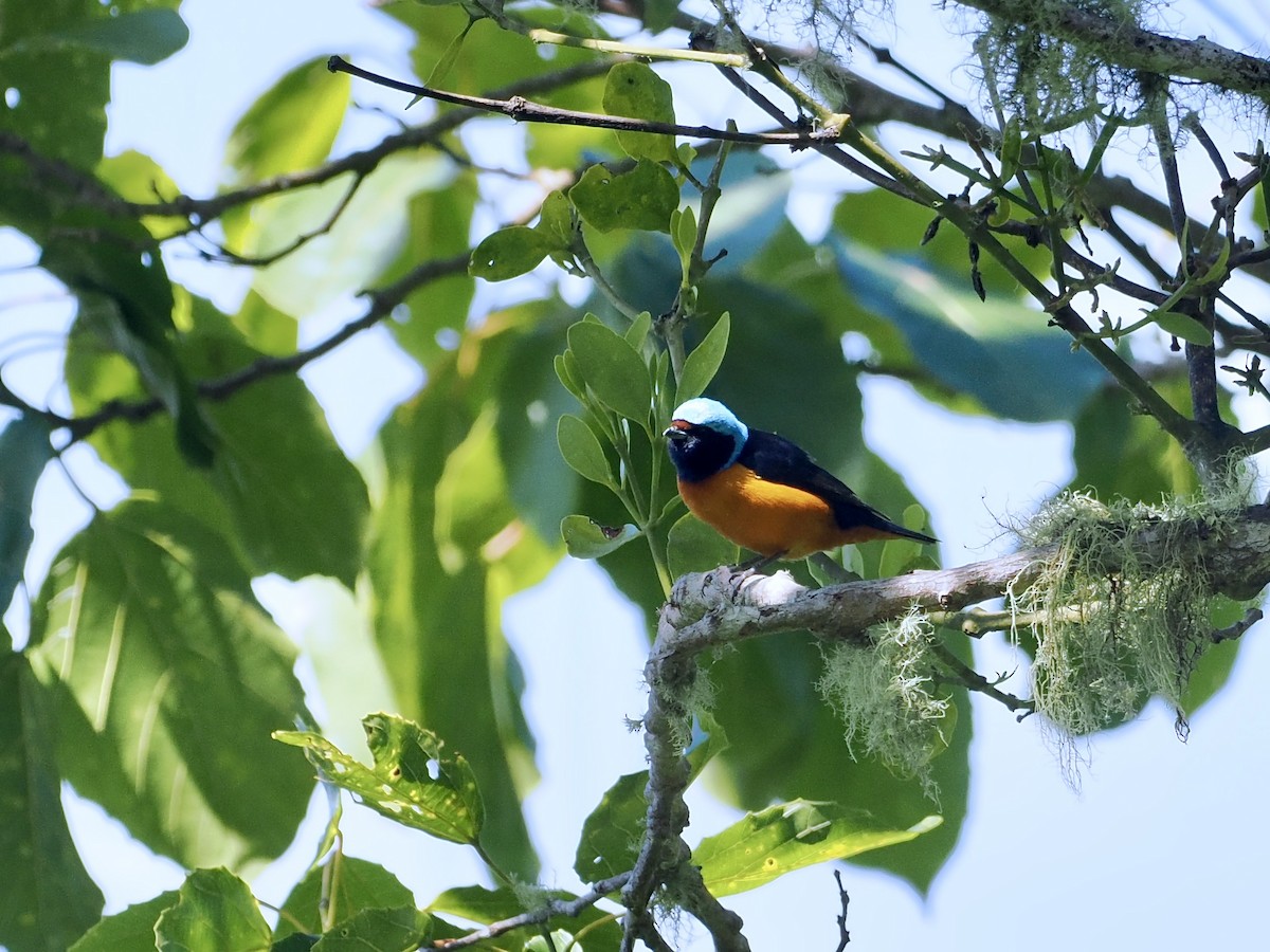 Elegant Euphonia - ML644362613